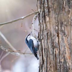 Eurasian nuthatch or wood nuthatch, lat. Sitta europaea, sitting on a tree trunk with a blurred background.