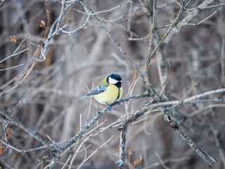 Fototapeta premium Cute bird Great tit, songbird sitting on a branch without leaves in the autumn or winter.