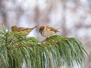 Sparrow sits on a Cedar branch in the sunset light.
