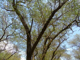 a collection of shady trees in an adjacent forest garden and sparse leaves. take photo from other side
