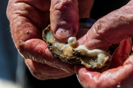 Pearl farming tour examining a cultured pearl straight out of the oyster shell