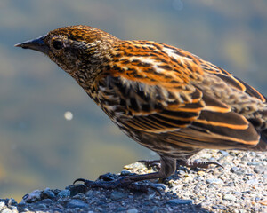 Cute female, red winged blackbird