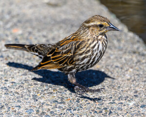 Cute female, red winged blackbird