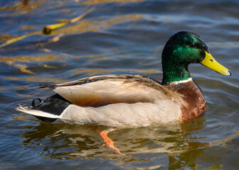 Obraz premium mallard male duck swimming in the winte