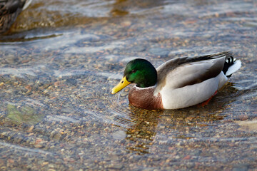 Fototapeta premium Beautiful mallard duck in the shallows in it's natural enviroment