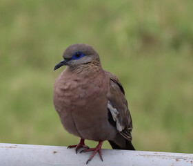 Beautiful Dove