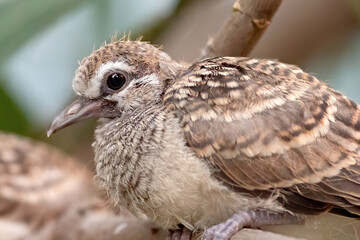 Close-up Baby Zebra Dove Perched on Tree Branch