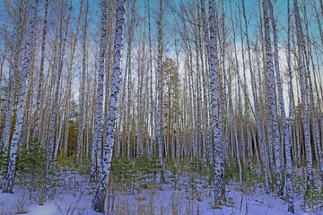 Winter birch forest against a blue sky with white clouds