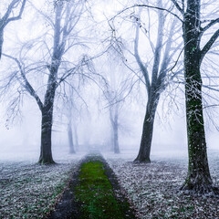 Obraz premium magic green way in a park 
