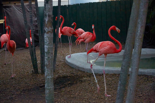 Flamingos running around a yard and pool at a zoo in early evening