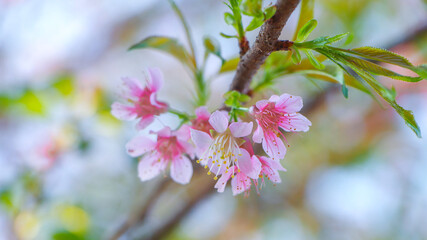  Cheery flower with the green nature