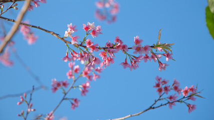 Beautiful Cheery flower in the winter 
