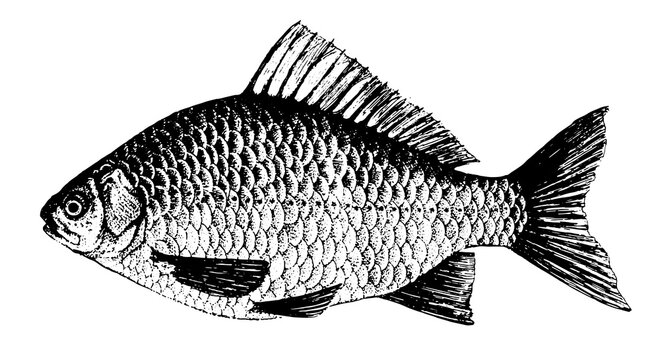 Crucian, carp. Fish collection. Healthy lifestyle, delicious food, ichthyology scientific drawings. Hand-drawn images, black and white graphics.