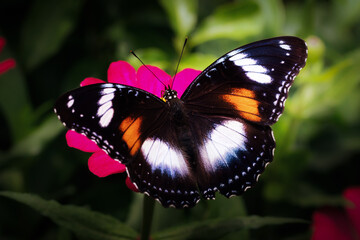 Fototapeta na wymiar Close up view of beautiful butterfly sitting on flower in the morning 