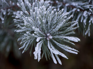 Spruce branch close-up. Bokeh. Frost on a branch. 