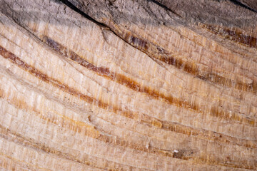 Close-up pine wood grain with natural tree age curves. Can be used as a natural background, substrate, layout