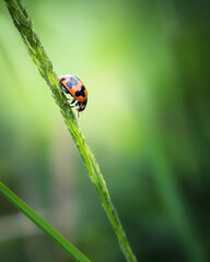 small ladybug resting on grass blade isolated on nature background