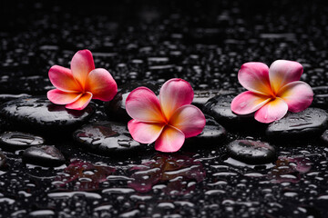 spa still life of with three pink 
frangipani and zen black stones ,wet background
