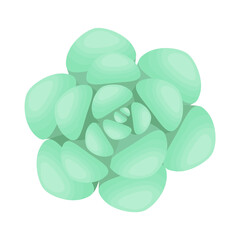Succulent plant. The view from the top. Isolated plant on a white background. Vector illustration.