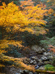 秋の払沢の滝（東京都　檜原村）