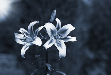 Flowering lily in the home garden in the summer. Natural blurred background.  Monochrome photo.
