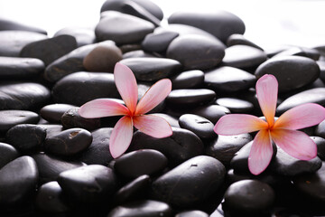 Fototapeta na wymiar Beautiful two pink frangipani and zen black stones ,wet background 