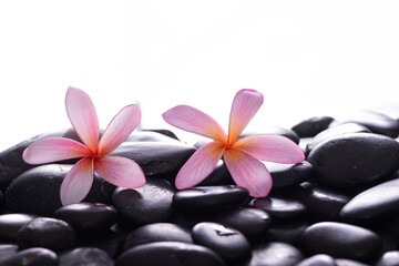 Obraz na płótnie Canvas Beautiful two pink frangipani and zen black stones ,wet background 