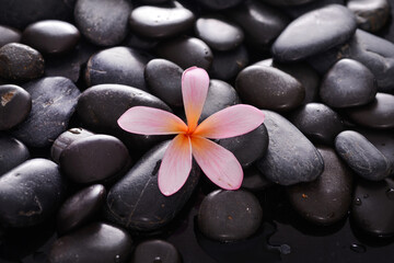 Fototapeta na wymiar Beautiful two pink frangipani and zen black stones background 