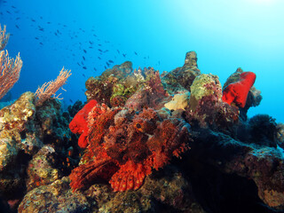 Fototapeta na wymiar A Smallscale scorpionfish Scorpaenopsis oxycephala trying to blend in on the coral reef