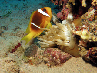 Fototapeta na wymiar A Red Sea anemone fish Amphiprion bicinctus protecting its eggs