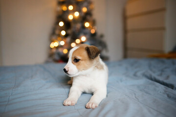 Cute Jack Russell puppy lies on the bed near the Christmas tree, bokeh and soft focus, home pet a gift for Christmas, New Year
