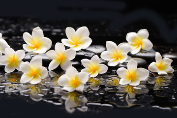 spa still life of with 
white frangipani and zen black stones ,wet background
