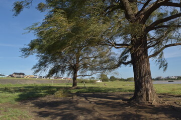After the typhoon（台風の後）