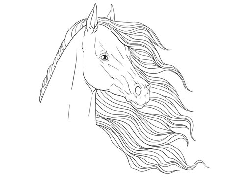 Coloring. Portrait of a horse with a long mane