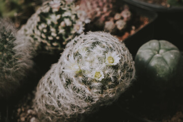 Cactus flowers, Mammillaria schiedeana with white flower is blooming on pot, Succulent, Cacti, Cactaceae, Tree, Drought tolerant plant.