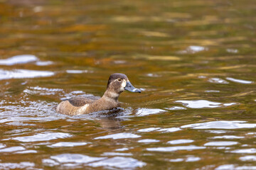 クビワキンクロ