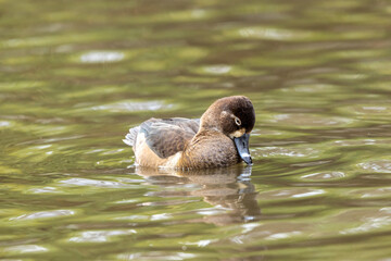 クビワキンクロ