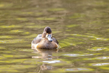 クビワキンクロ