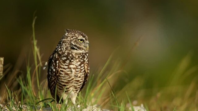 Burrowing Owl at burrow looking around