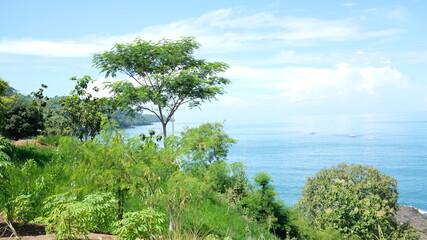 Fototapeta na wymiar Green Grass and tree with blue sky and ocean