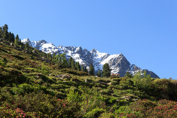 Fototapeta na wymiar Mountain snow panorama and green trees in Tyrol Alps, Austria