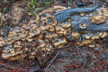 Fungus on fallen bark in a pine forest on a spring morning
