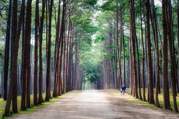 Rows of towering pine trees with walking couple at Hot district, Chiang Mai, Thailand