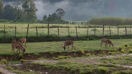 Deer field next to the mountain
