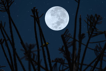 Full moon on the sky with tree branch at night.