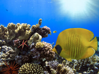 Fototapeta na wymiar Coral Reef and Tropical Fish. Red Sea. Egypt