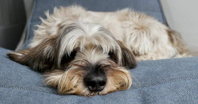 Close up of a PBGV pedigree breed dog resting comfortably on a chair