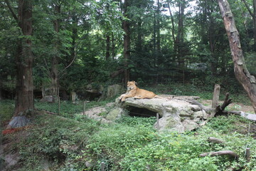 tiger in the woods