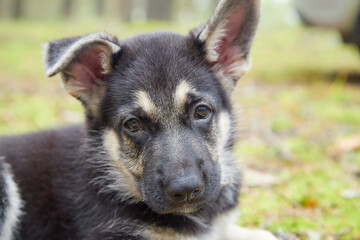 Small German shepherd puppy in green grass in a day. Baby animal walks on nature