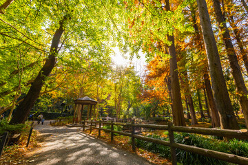 Obraz premium 林試の森公園